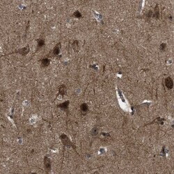 OAS3 Antibody, Novus Biologicals:Antibodies:Primary Antibodies
